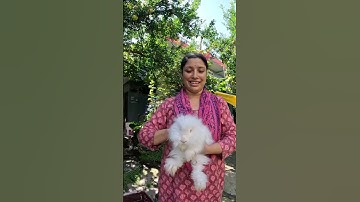 Meeting the Cutest Angora Rabbits 🐇✨#shorts #viralshorts #trendingshorts