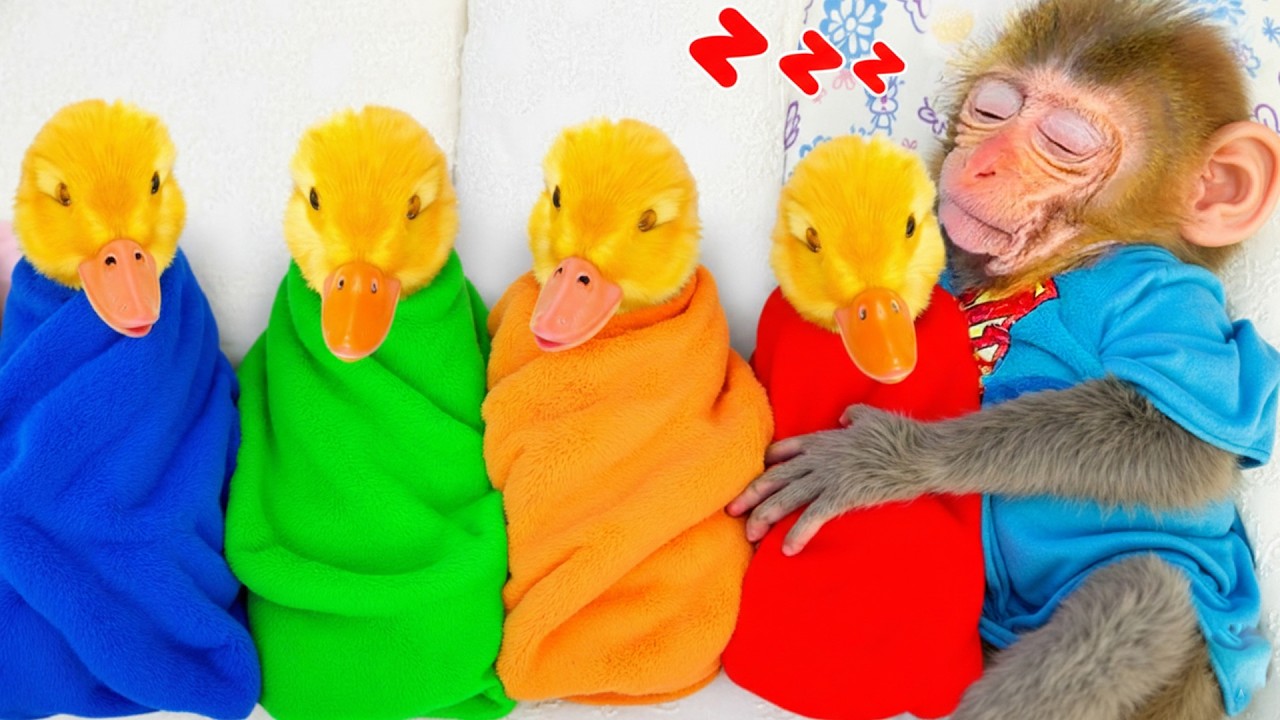 小猴子Bon Bon照顾五颜六色的小鸭子并吃水果