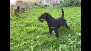 Falko Kennel vom St. Galler Rheintal FCI 6960 DJT🐗🌿
