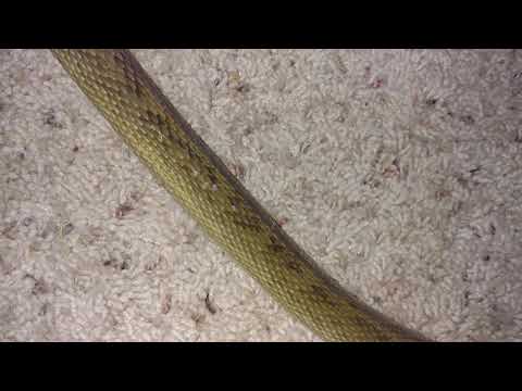 9 1/2 foot scrub python