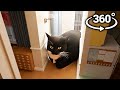 Maxwell the cat 360  in your house