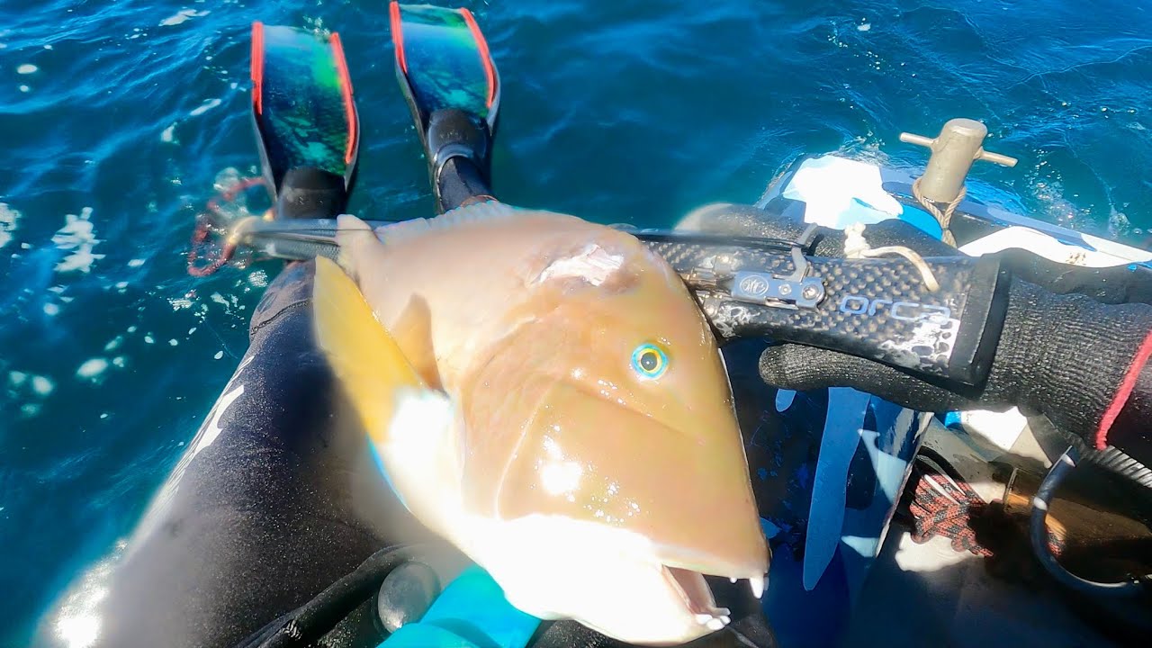 North Perth spearfishing YouTube