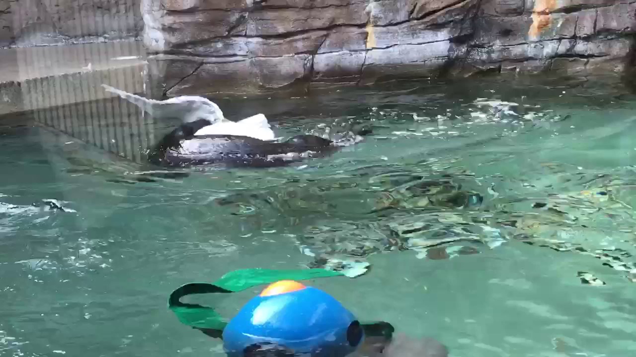 Otter kills seagull in Seattle Aquarium!! Part 1 - YouTube