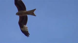 Rotmilan Im Flug Red Kite In Flight