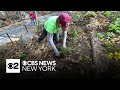 Workers, volunteers help restore Prospect Park's charred hillside