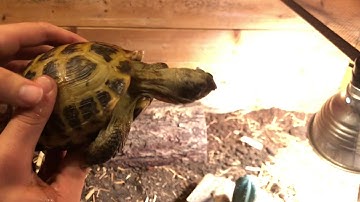 Setting up a Russian Tortoise Enclosure