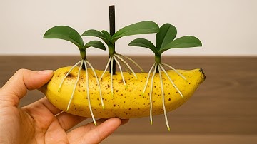 Orchideeën vermeerderen op boomstammen – Bloeien het hele jaar door!