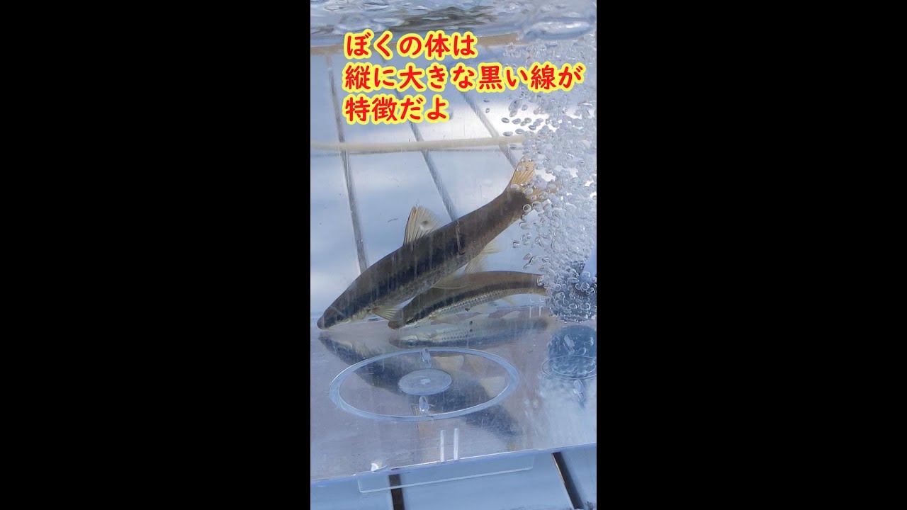遠賀川の魚 ムギツク Youtube