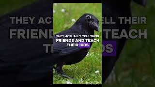 Think birds are forgetful? #NatureIsWild #SmartBirds #ScienceTok #CrowGrudge