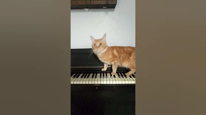 Watch the video about Emily playing some piano #mainecoon #Emily #piano #playing #cat #cute #cutecat #kitty #kittycat #pet
