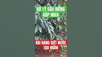 Hướng Dẫn Xử Lý Sầu Riêng Gặp Mưa Khi Đang Siết Nước Tạo Mầm Hiệu Quả | Nông Nghiệp TKA
