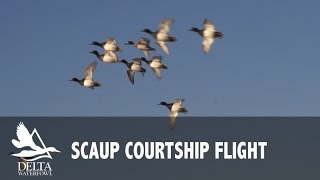 Lesser Scaup Courtship Flight