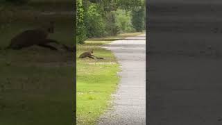 bobcat hunts baby aliigator