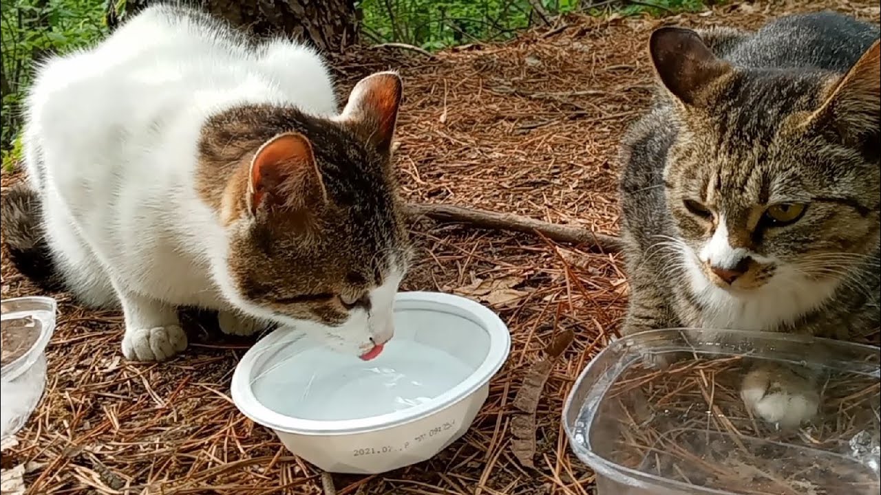 Feline Activities Apr .28 .2021(part 2560 BASILEE Special) YouTube