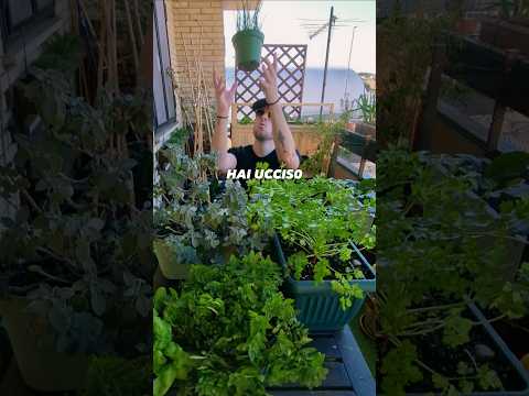 Video Come raccogliere le aromatiche per farle durare più a lungo ?