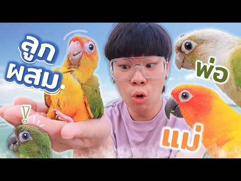 นกแก้ว ลูกผสมข้ามสายพันธุ์??