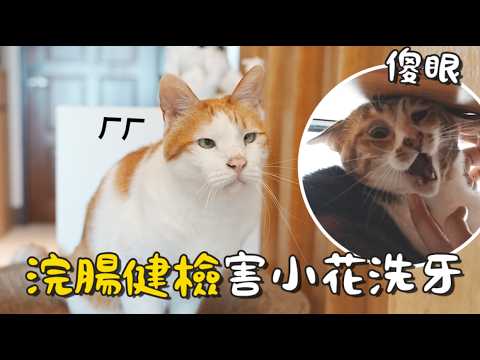 【黃阿瑪的後宮生活】浣腸健檢害小花洗牙！小花傻眼！