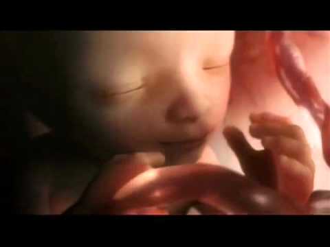 Desarrollo del feto -7 a 8 meses -3 de 4-.flv