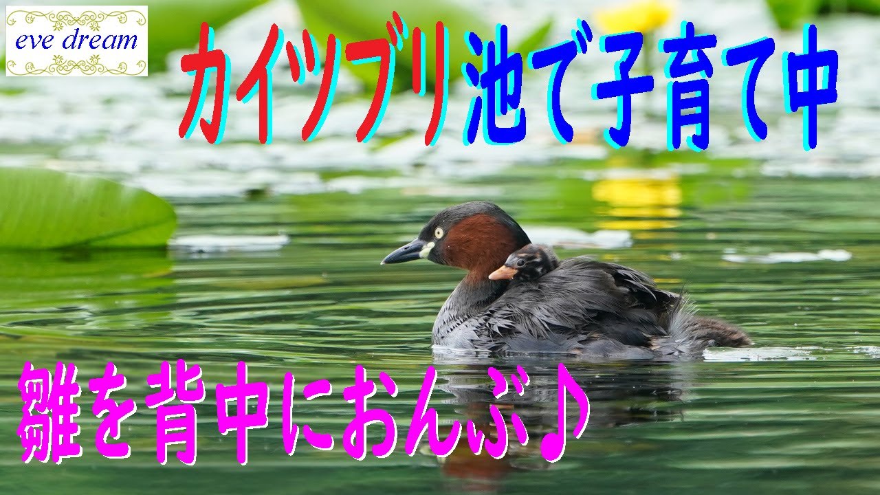 カイツブリ夫婦で子育て中 ヒメコウホネの花 Youtube