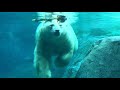 20180924:今日の円山動物園 の動画、YouTube動画。