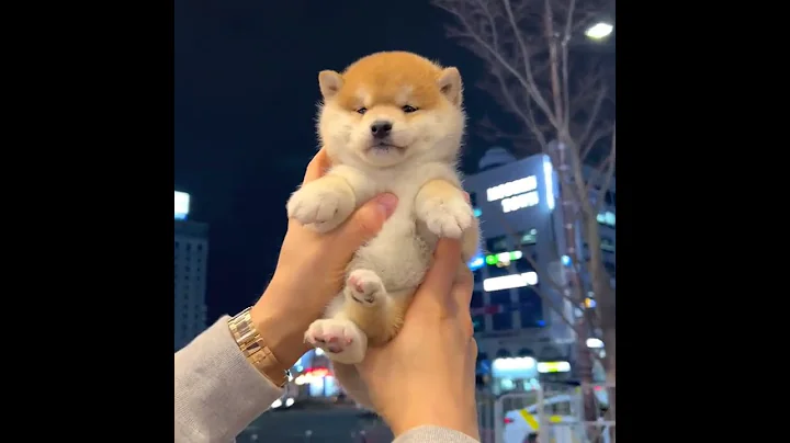 Perfect shiba inu here 💕 l Korea teacup puppies - DayDayNews