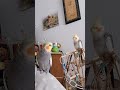 Утренняя песенка от Кореллы Каспер 🥰🦜