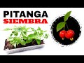 👉Cómo Sembrar Pitanga (Eugenia uniflora) 🔴 Fácil✔️