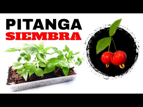 👉Cómo Sembrar Pitanga (Eugenia uniflora) 🔴 Fácil✔️