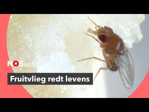 Video: Drosophila Melanogaster Als Modelorganisme Voor De Ziekte Van Alzheimer