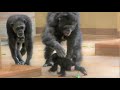 カズミと5か月のヨツバ ちゃん 75 Kazumi & baby Yotsuba 5 month  Chimpanzees