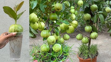 Great Technique For Grafting Guava Fruit With Aloe Vera and banana , how to growing guava tree
