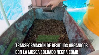 Transformando residuos orgánicos con la Mosca Soldado Negra - TvAgro por Juan Gonzalo Angel Restrepo