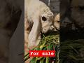 kajle. kajle Lele. sheep. bhalwal kajle