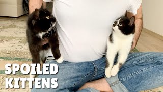 Reunited kittens get spoiled