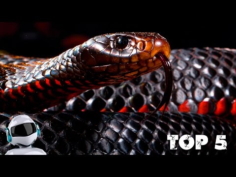 Вопрос: Какая сухопутная змея самая ядовитая?