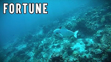 This Robotic Fish Could Change the Way Scientists Study Ocean Life I Fortune
