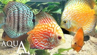 Aquascaping Lab - Discus Symphysodon Fish, Heckel fish description / Pesce Pompadour scheda tecnica