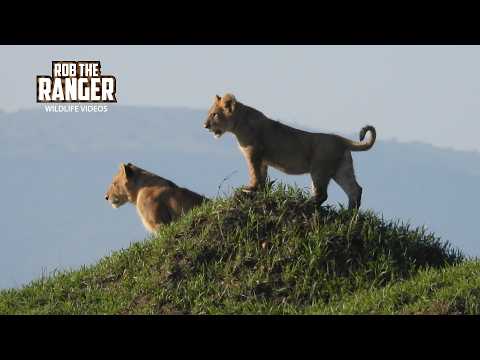 Look At These CUTE Lion Cubs!! - Maasai Mara Safari | Zebra Plains
