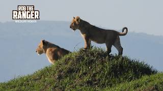 Look At These CUTE Lion Cubs!! - Maasai Mara Safari | Zebra Plains