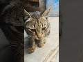 Baby Kitten Meowing рџђѕ Cat Catvideos Viralvideo Bilibili Shortvideo Baby Kitten Meowing рџђѕ Cat Catvideos Viralvideo Bilibili Shortvideo