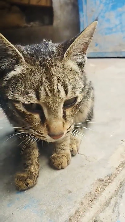 baby kitten meowing 🐾 #cat #catvideos #viralvideo #bilibili #shortvideo