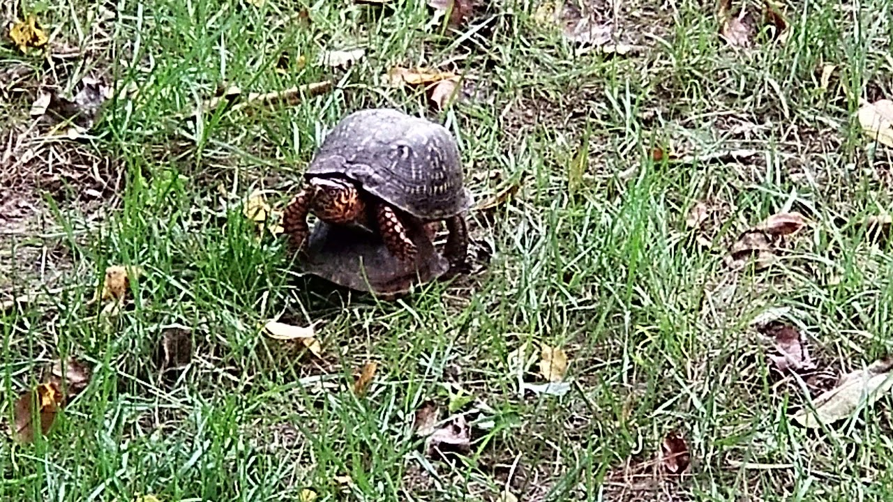 Breeding Box Turtles