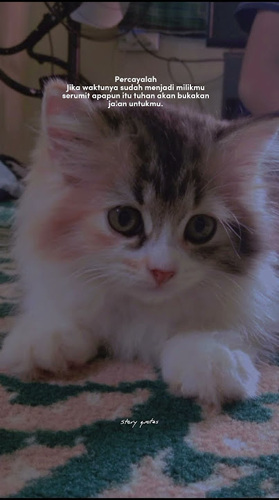 Story quotes motivasi kata kata islami #quotes #storywa #cats #kucinglucu