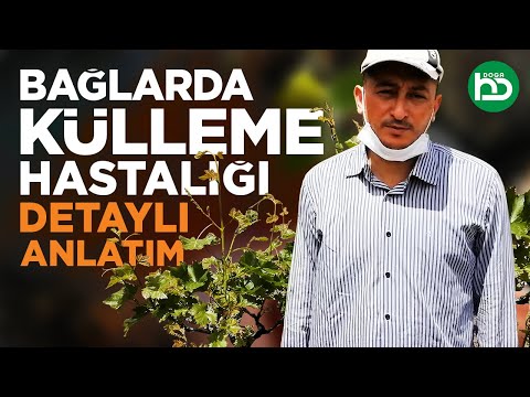 Video: Üzüm Toz Küfü