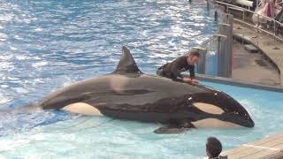 Orca Encounter and Miracles at SeaWorld Orlando