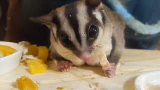 #sugarglider #フクロモモンガ