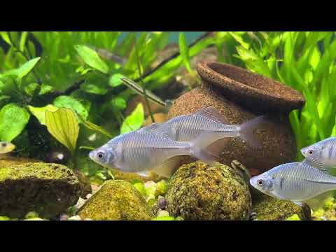 Rosy Bitterling (Rhodeus ocellatus) | AravindManoj | rare fish