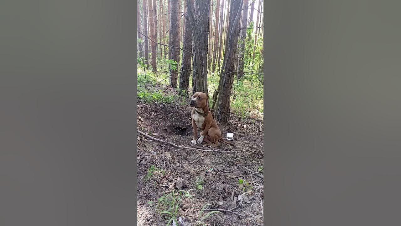 Хозяин привязал собаку у лесу. - YouTube
