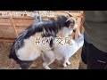 【76歳ヤギ飼い#34】発情がきたので交配させた日「たろうとこゆきの交尾」72歳からの楽しいシニアライフ#67