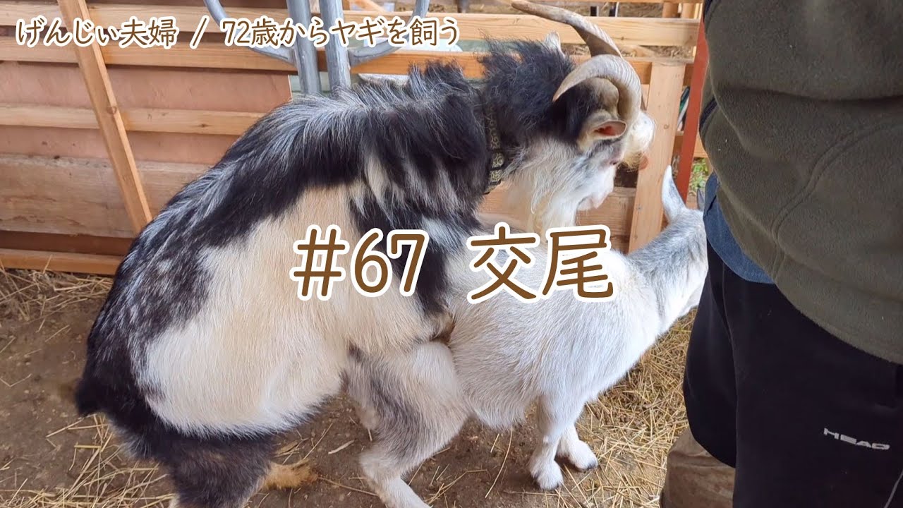 【76歳ヤギ飼い#34】発情がきたので交配させた日「たろうとこゆきの交尾」72歳からの楽しいシニアライフ#67